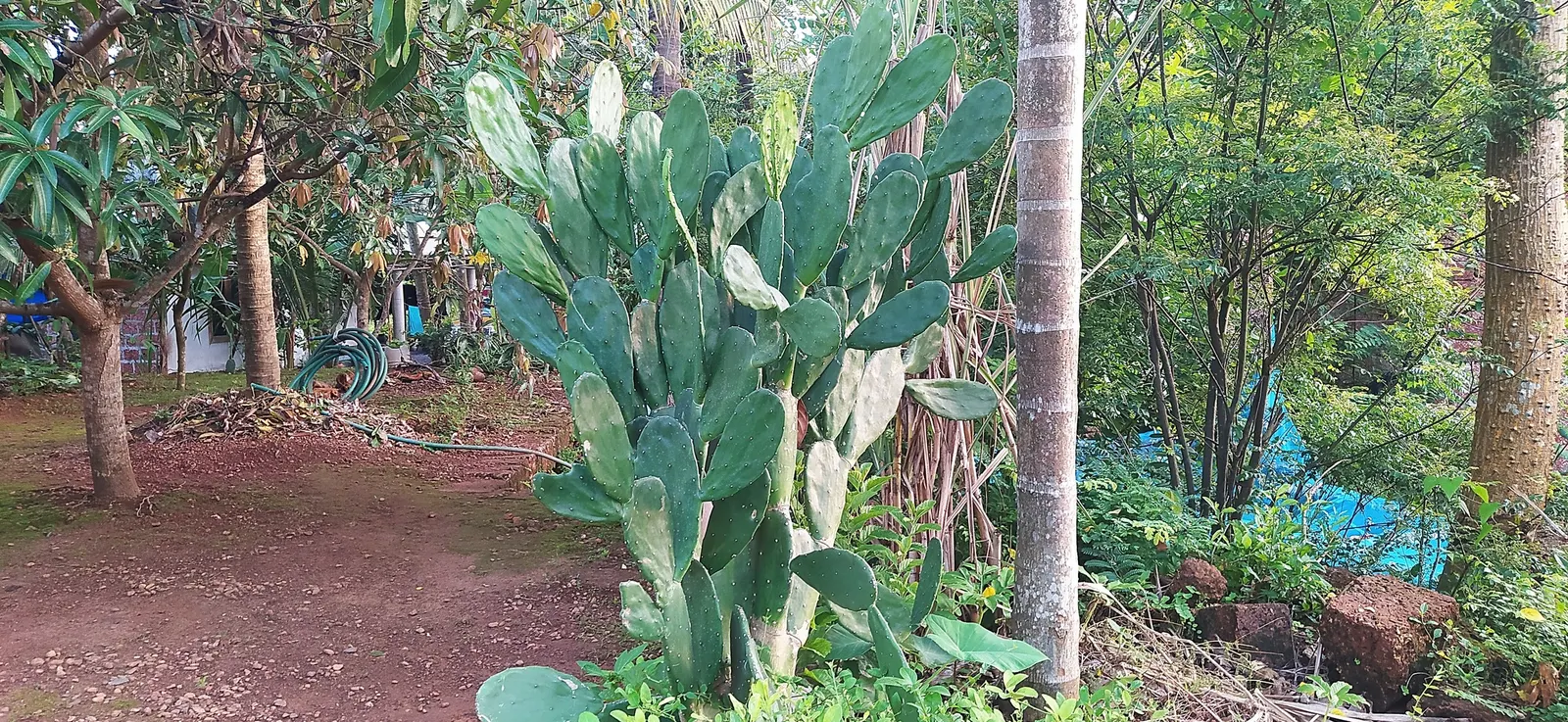 Mission Or Tree Cactus, Indian Fig (Opuntia Ficus-Indica) — orange flowers in the garden