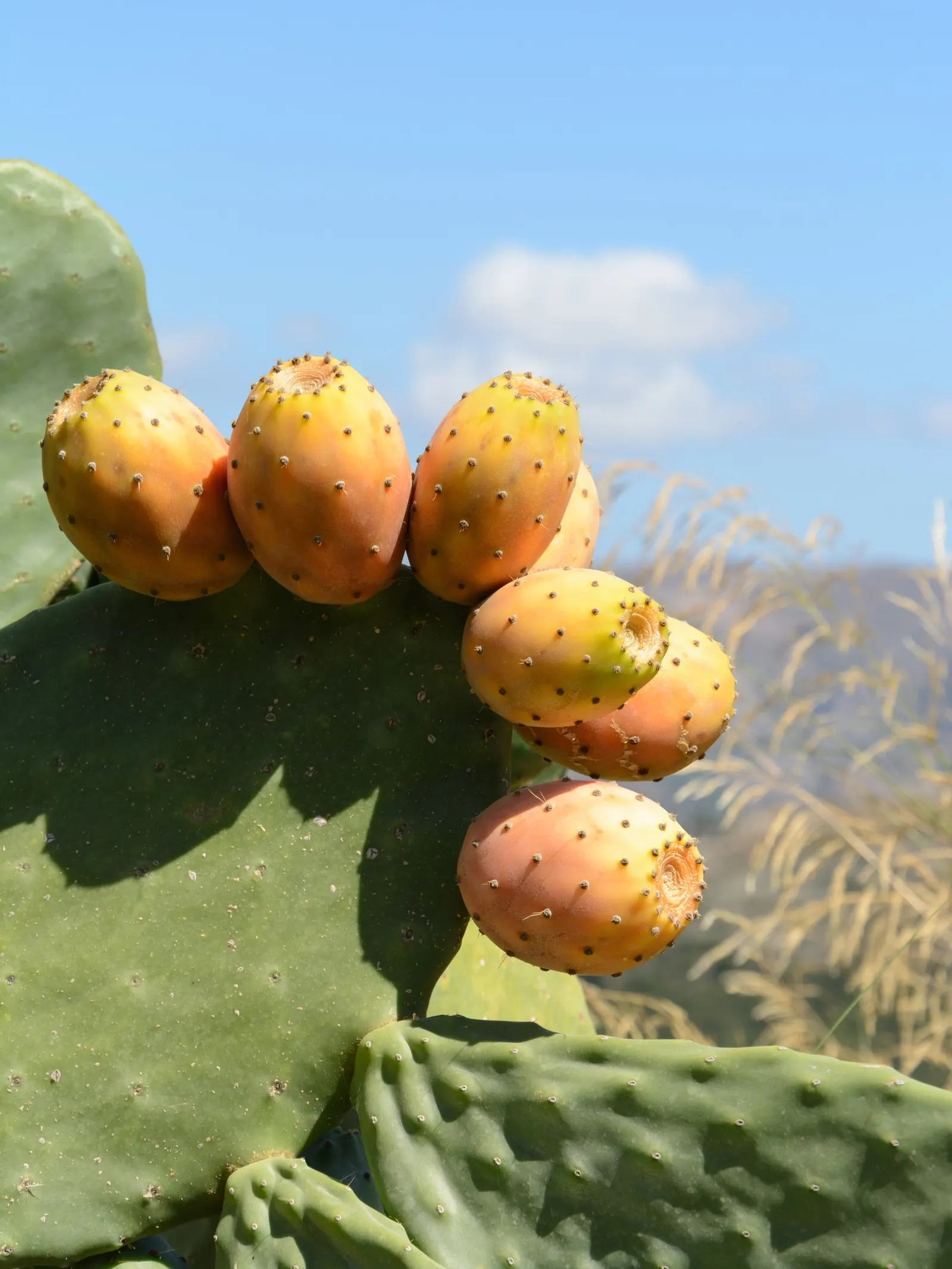 Mission Or Tree Cactus, Indian Fig (Opuntia Ficus-Indica) — commonly known as the Mission cactus or Indian Fig