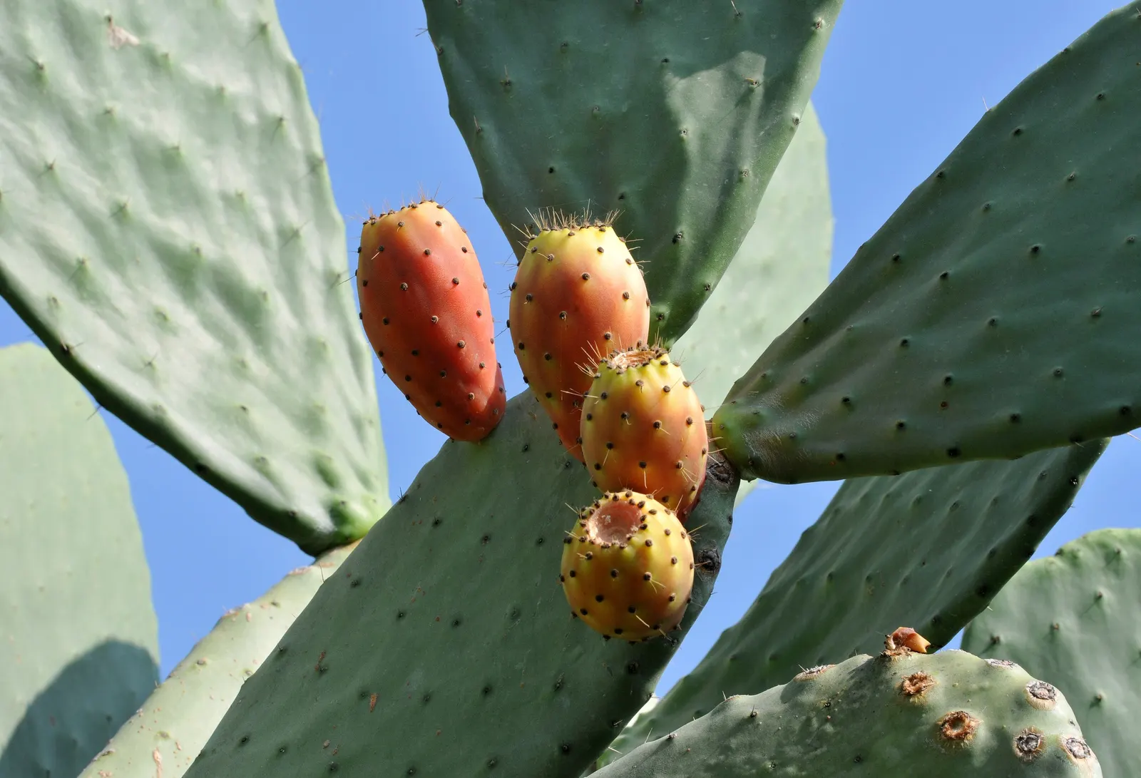 Mission Or Tree Cactus, Indian Fig (Opuntia Ficus-Indica) — It features distinctive segmented; purple fruits prized for their sweet, image 57