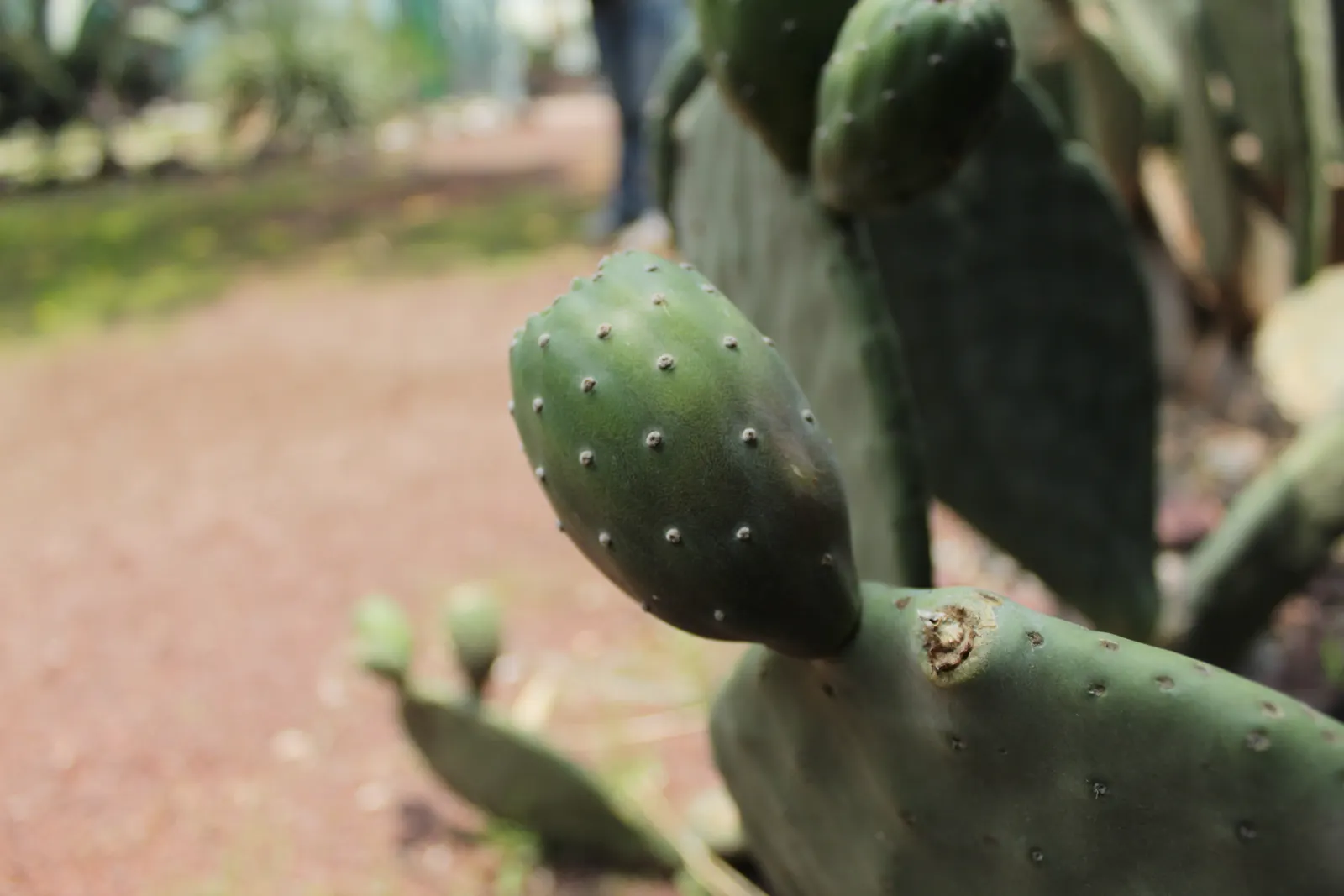 Mission Or Tree Cactus, Indian Fig (Opuntia Ficus-Indica) — infrequent watering complies with its drought-tolerant nature; this cactus reaches, image 75