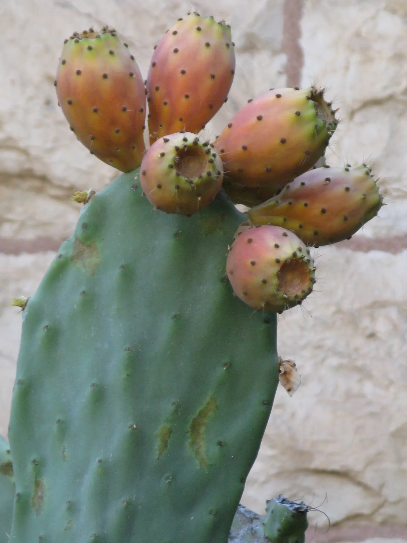 Mission Or Tree Cactus, Indian Fig (Opuntia Ficus-Indica) — <br><br>Characterized by its flattened