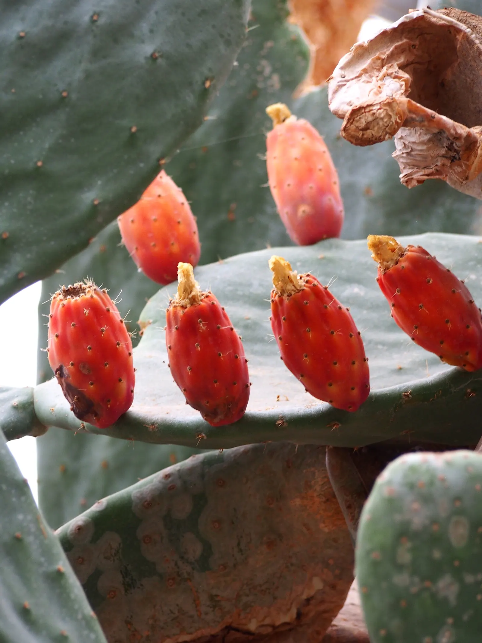 Mission Or Tree Cactus, Indian Fig (Opuntia Ficus-Indica) — providing habitat and nourishment to native wildlife; typically yellow or orange, image 76
