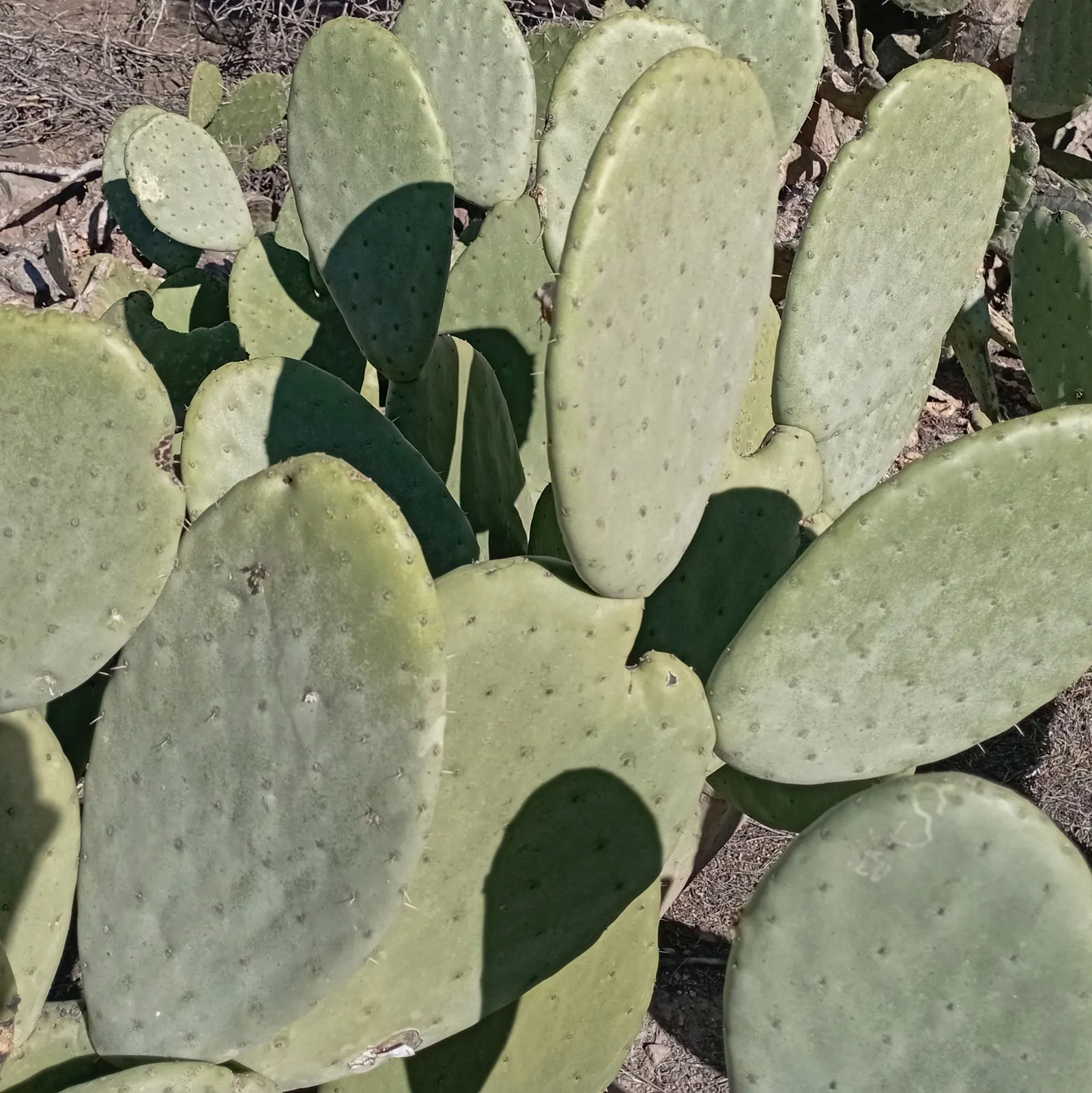 Mission Or Tree Cactus, Indian Fig (Opuntia Ficus-Indica) — so site placement should consider low-traffic areas, image 95