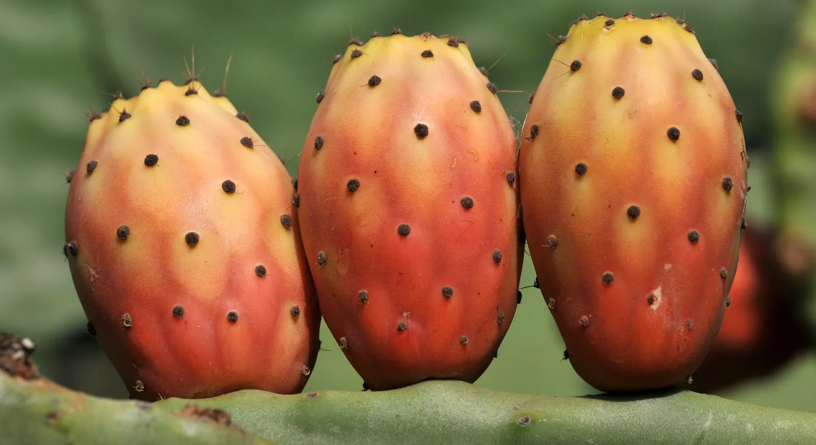 Mission Or Tree Cactus, Indian Fig (Opuntia Ficus-Indica) — commonly known as the Mission or Tree Cactus; bear in mind that this cactus thrives in, image 88