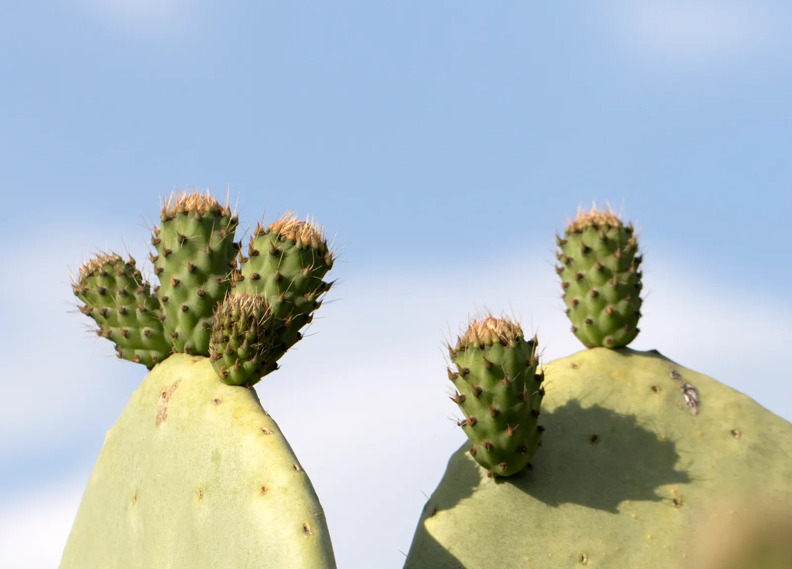 Mission Or Tree Cactus, Indian Fig (Opuntia Ficus-Indica) — providing habitat and nourishment to native wildlife
