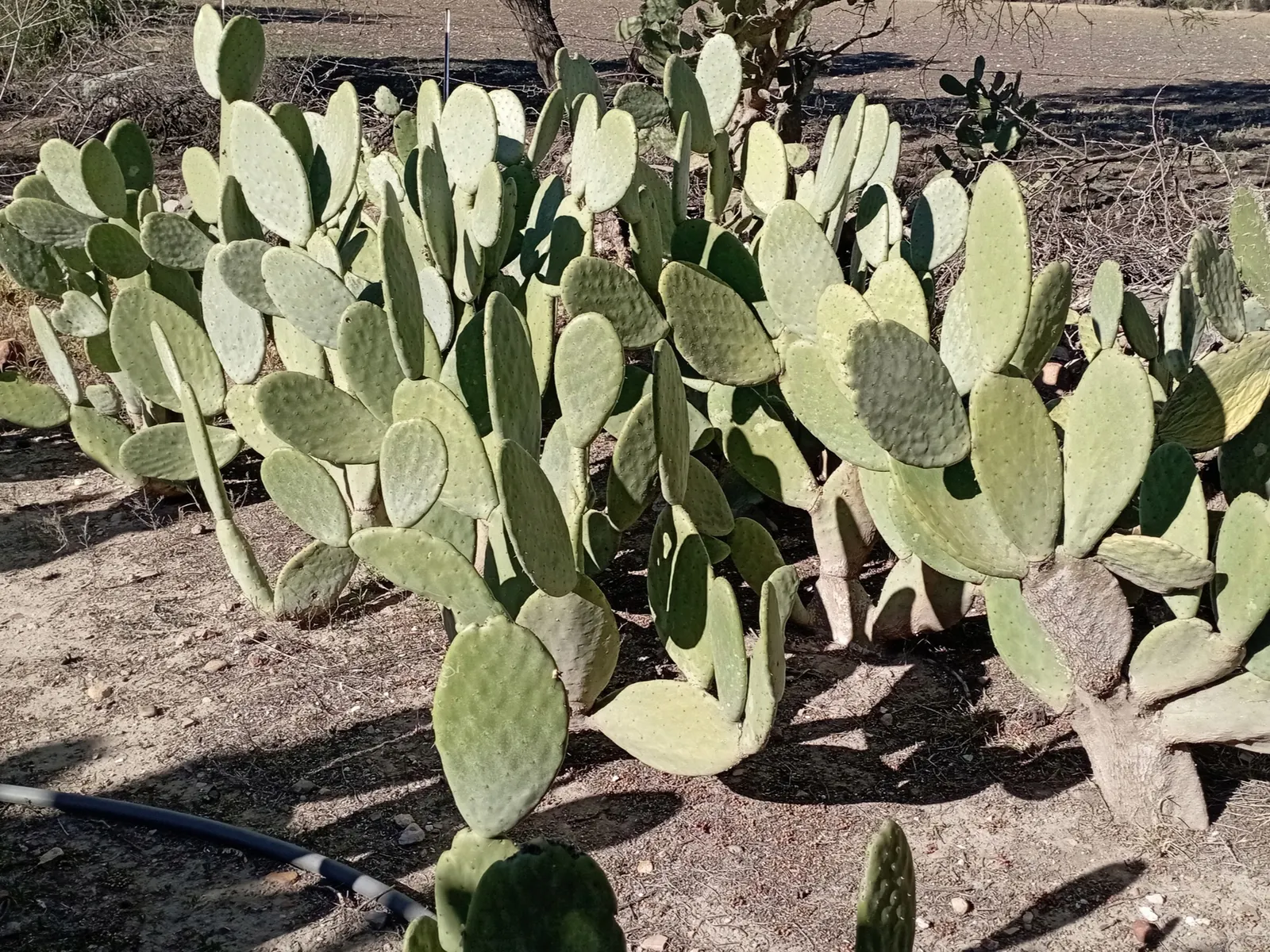 Mission Or Tree Cactus, Indian Fig (Opuntia Ficus-Indica) — which later develop into edible; is a robust and versatile species well-suited for arid, image 98