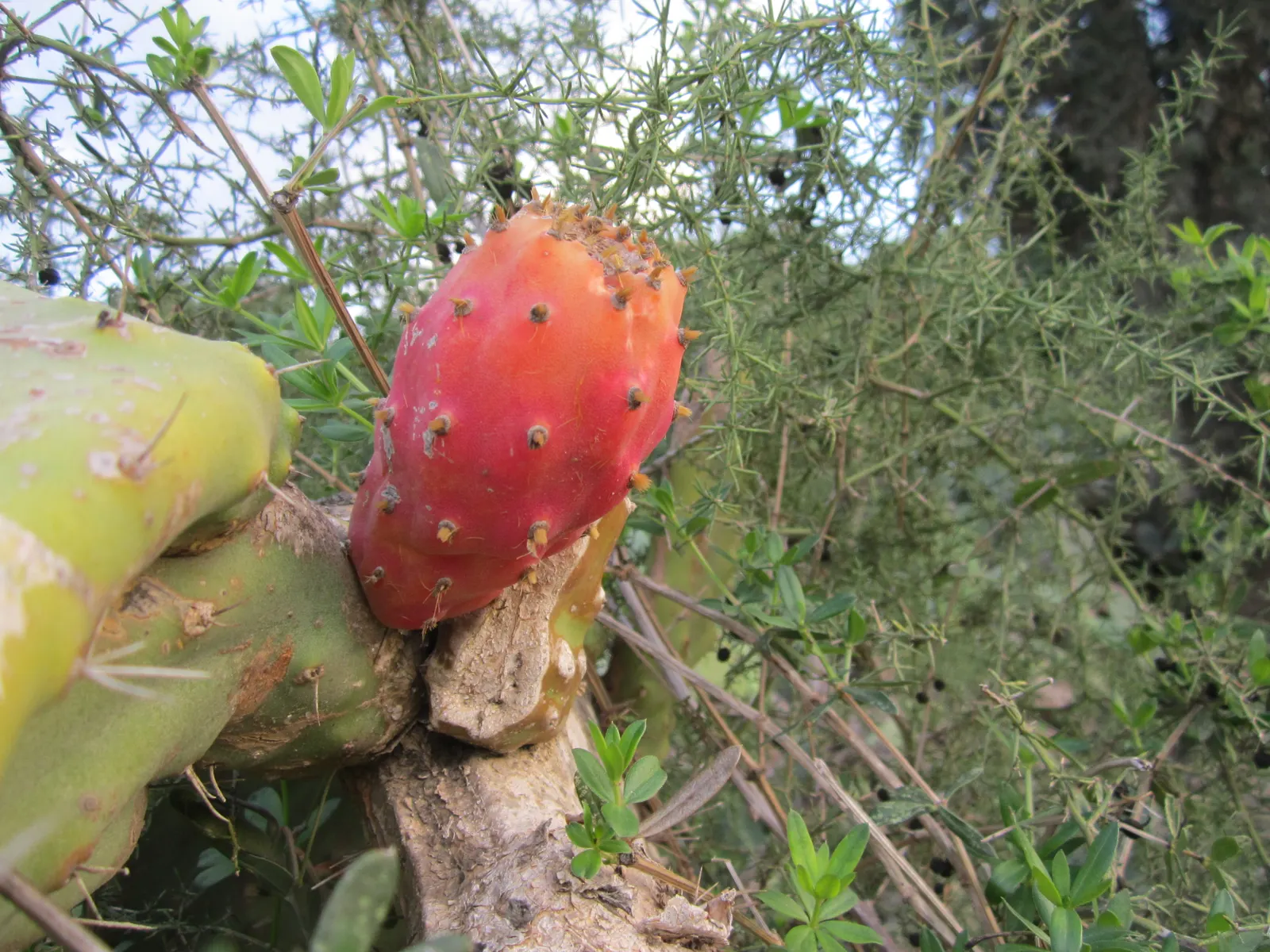 Mission Or Tree Cactus, Indian Fig (Opuntia Ficus-Indica) — orange flowers in the garden; requiring sufficient space within your design layout for, image 79