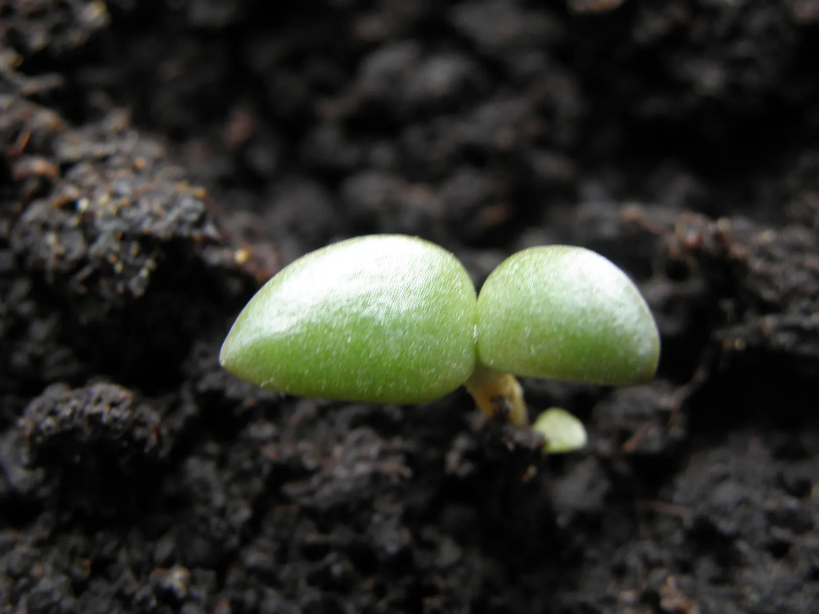 Mission Or Tree Cactus, Indian Fig (Opuntia Ficus-Indica) — paddle-like cladodes or 'pads'; cactus / succulent for full