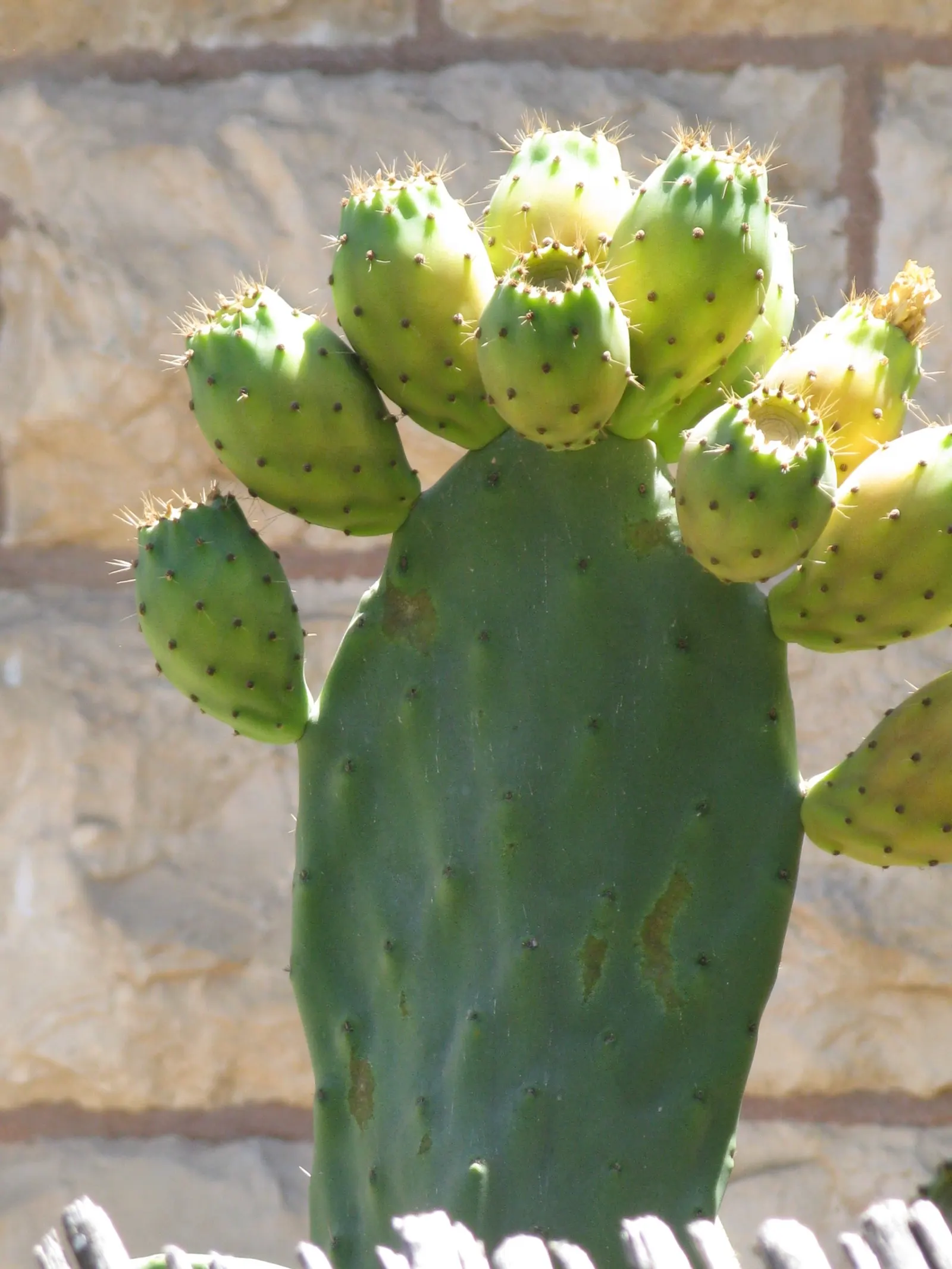 Mission Or Tree Cactus, Indian Fig (Opuntia Ficus-Indica) — purple fruits prized for their sweet flavor.<br><br>When designing
