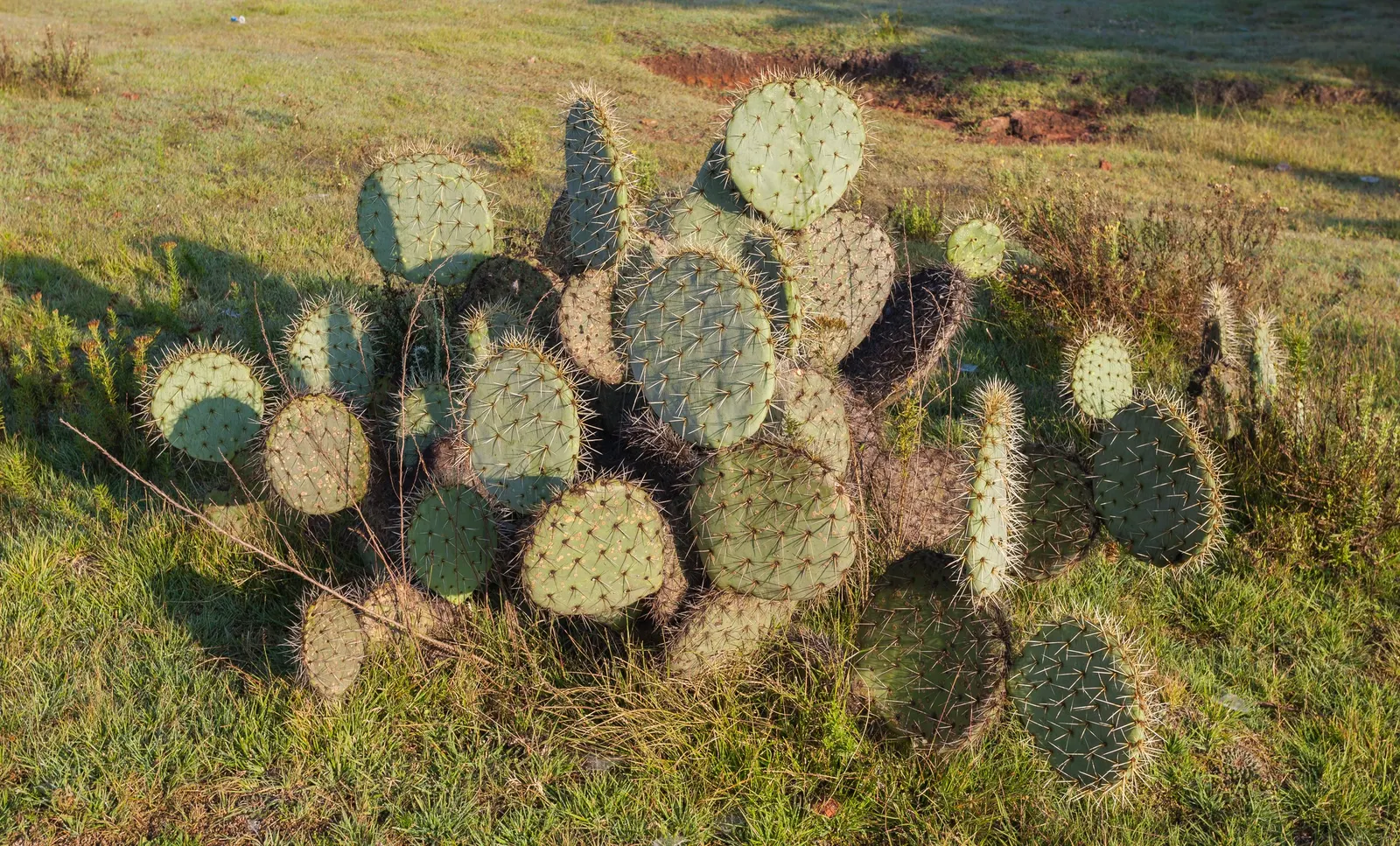 Mission Or Tree Cactus, Indian Fig (Opuntia Ficus-Indica) — Its incorporation within a garden landscape can introduce an exotic and sculptural, image 77