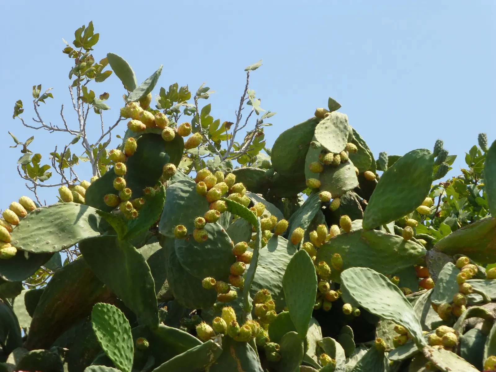 Mission Or Tree Cactus, Indian Fig (Opuntia Ficus-Indica) — commonly known as the Mission cactus or Indian Fig; green pads which are actually modified branches