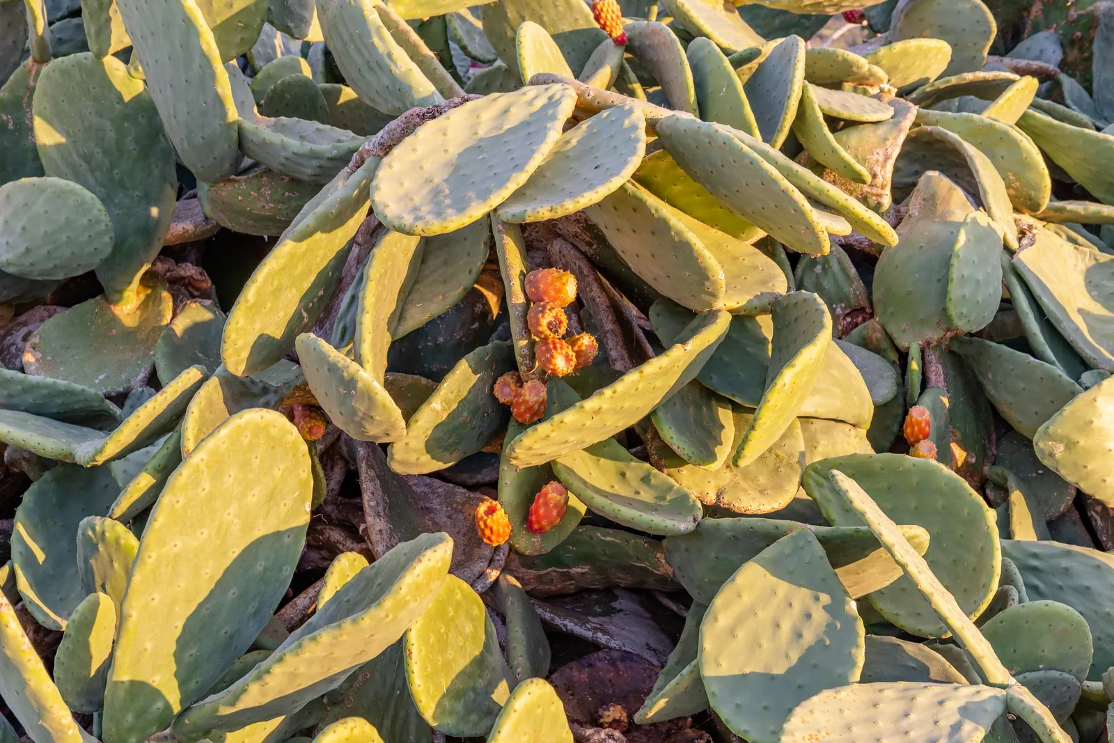 Mission Or Tree Cactus, Indian Fig (Opuntia Ficus-Indica) — is a robust and versatile species well-suited for arid and semi-arid landscaping; cactus /
