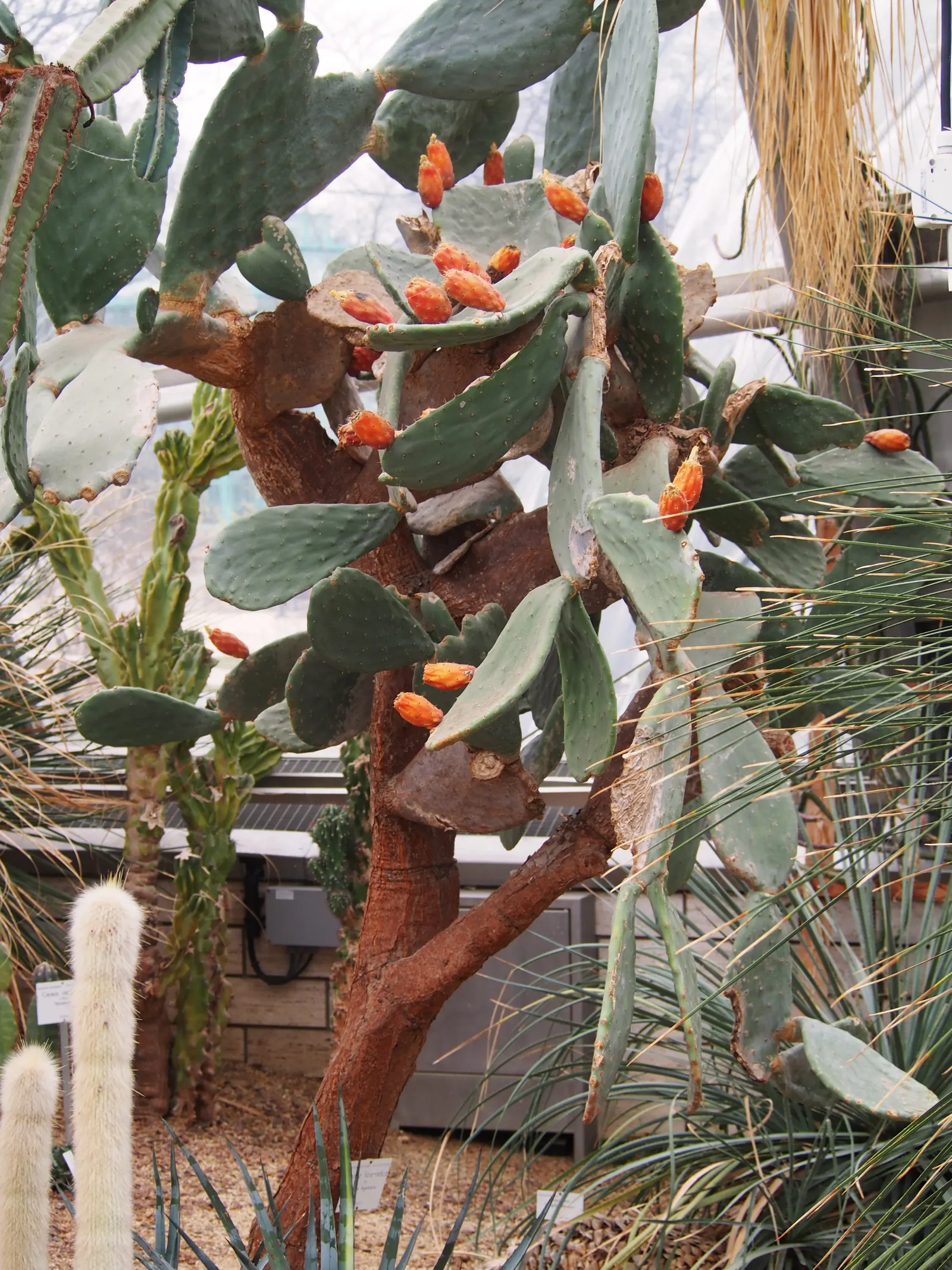 Mission Or Tree Cactus, Indian Fig (Opuntia Ficus-Indica) — This drought-tolerant plant requires well-drained soil and full sun, ideal for, image 60
