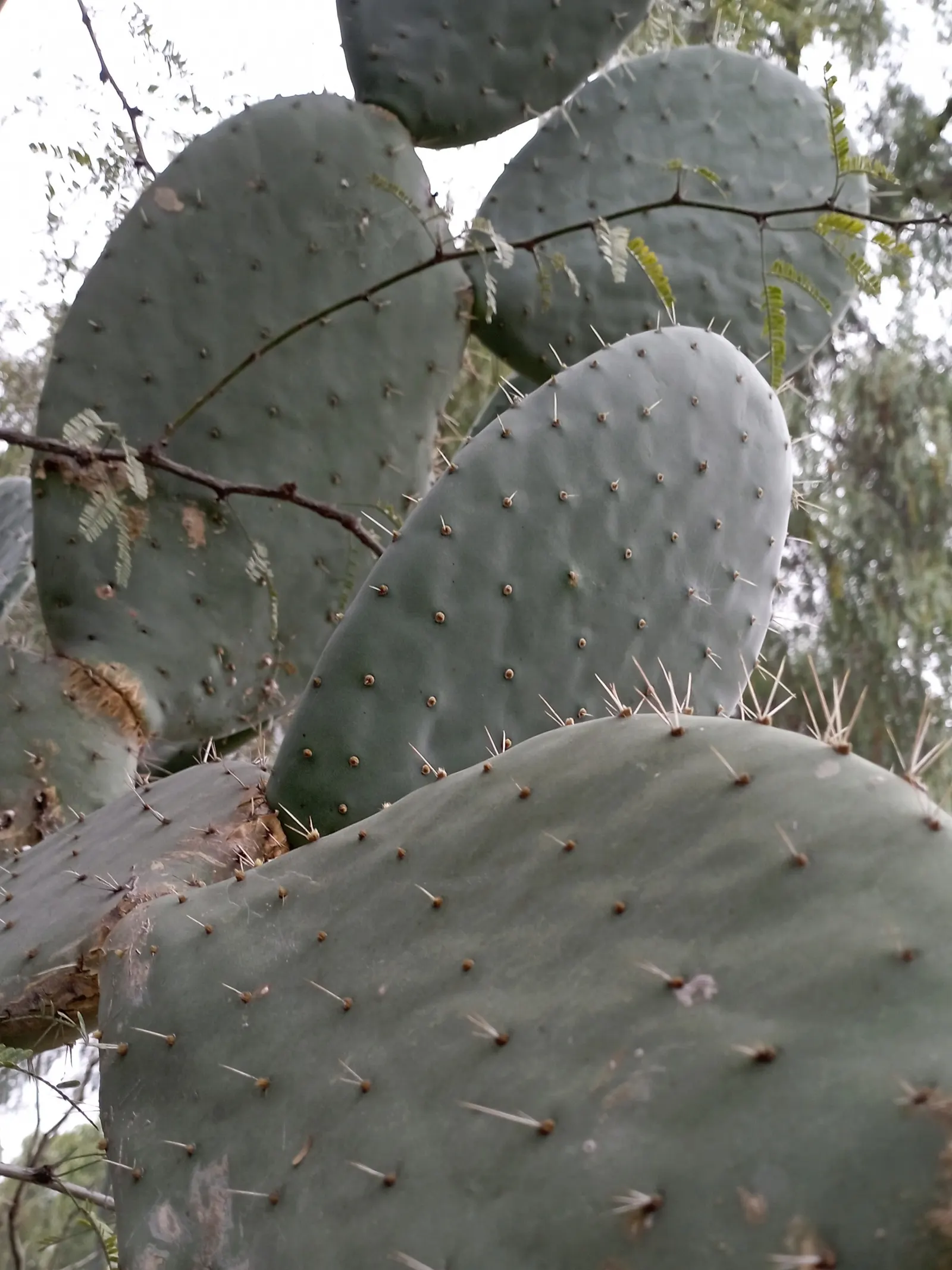 Mission Or Tree Cactus, Indian Fig (Opuntia Ficus-Indica) — Bright yellow flowers bloom in spring, turning into edible reddish-purple fruits, image 86