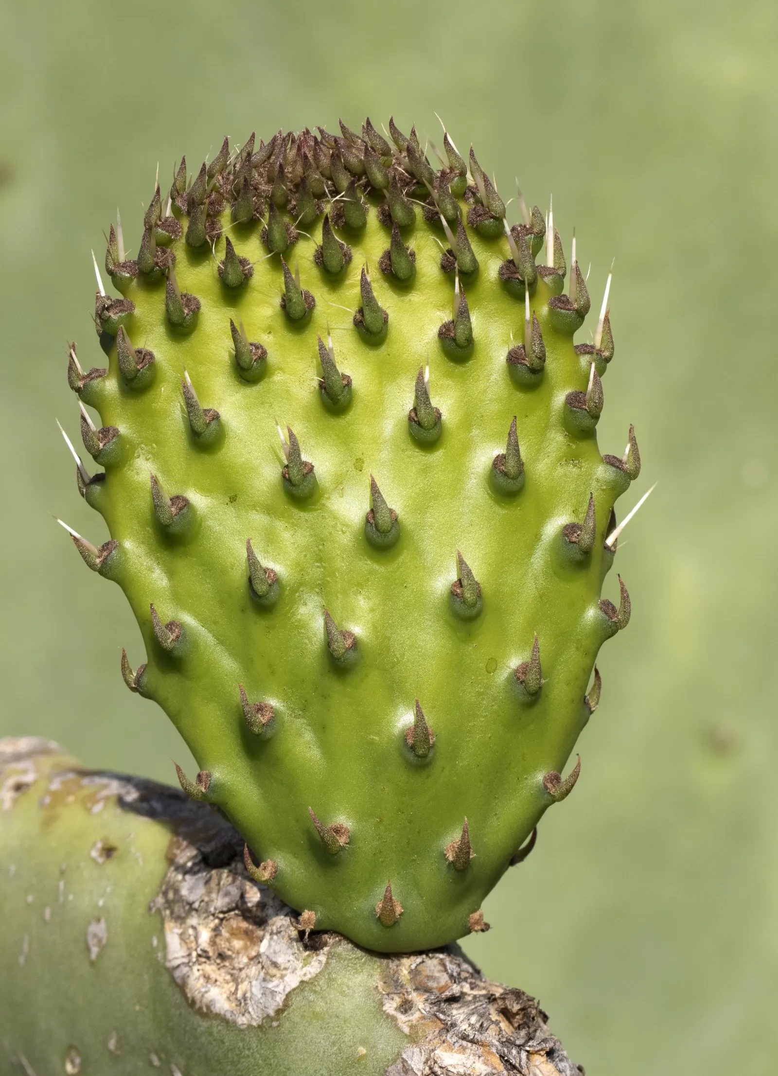 Mission Or Tree Cactus, Indian Fig (Opuntia Ficus-Indica) — This cactus reaches mature heights between 12 to 18 feet and spreads about 6 to 10 feet, image 63