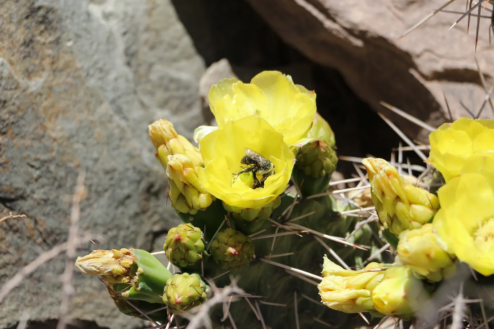 Mission Or Tree Cactus, Indian Fig (Opuntia Ficus-Indica) — promoting a sustainable and water-wise environment