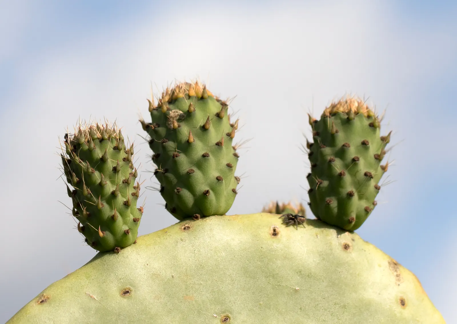 Mission Or Tree Cactus, Indian Fig (Opuntia Ficus-Indica) — requiring sufficient space within your design layout for proper growth and visual, image 64