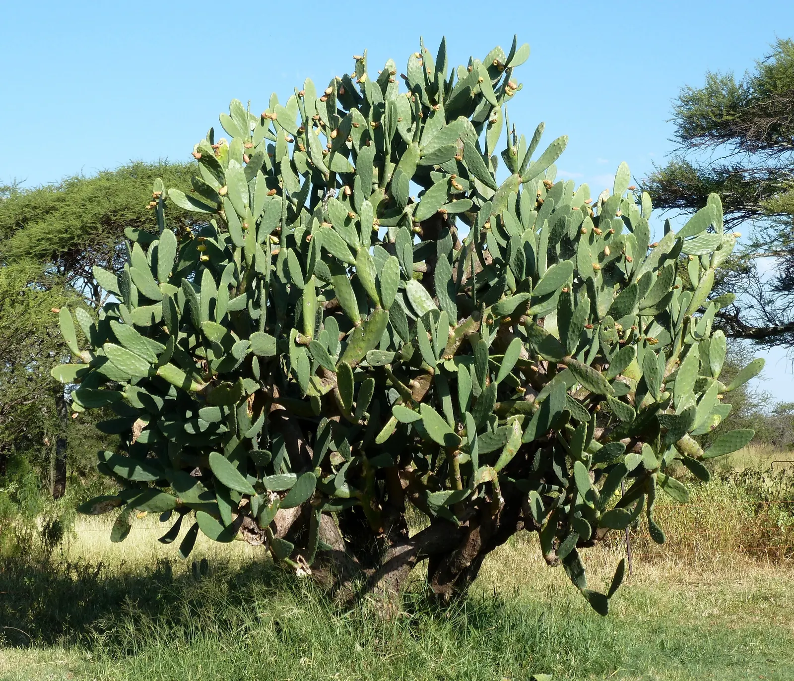 Mission Or Tree Cactus, Indian Fig (Opuntia Ficus-Indica) — purple fruits prized for their sweet flavor.<br><br>When designing; the pads exhibit a, image 99