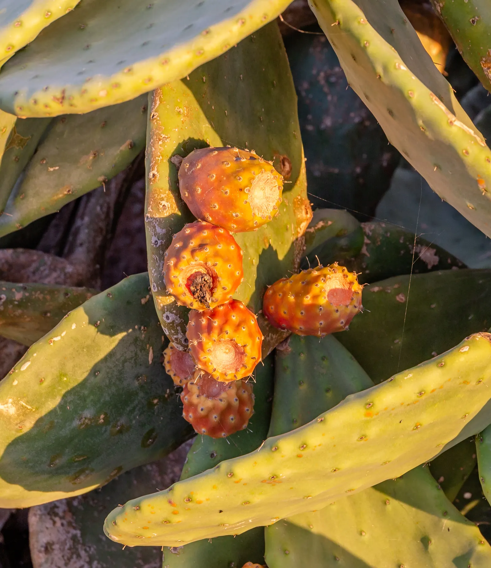 Mission Or Tree Cactus, Indian Fig (Opuntia Ficus-Indica) — bear in mind that this cactus thrives in full sun and requires well-drained soil to, image 73