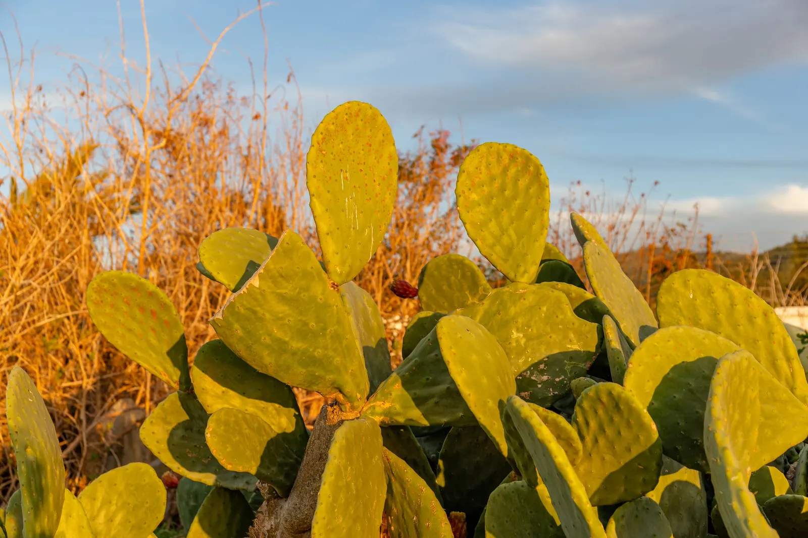 Mission Or Tree Cactus, Indian Fig (Opuntia Ficus-Indica) — Its incorporation within a garden landscape can introduce an exotic and sculptural, image 50