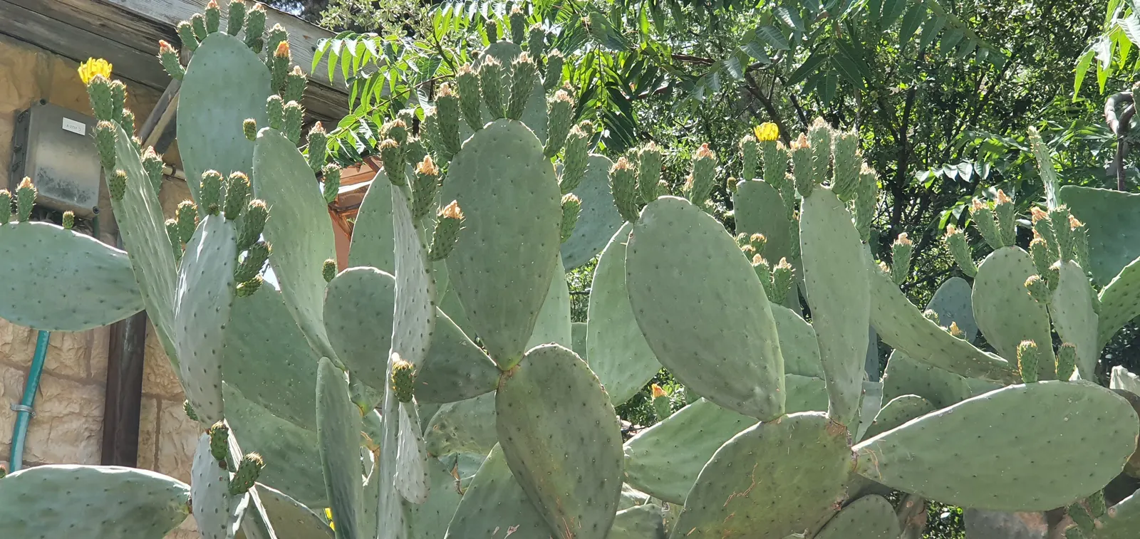 Mission Or Tree Cactus, Indian Fig (Opuntia Ficus-Indica) — so site placement should consider low-traffic areas, image 41