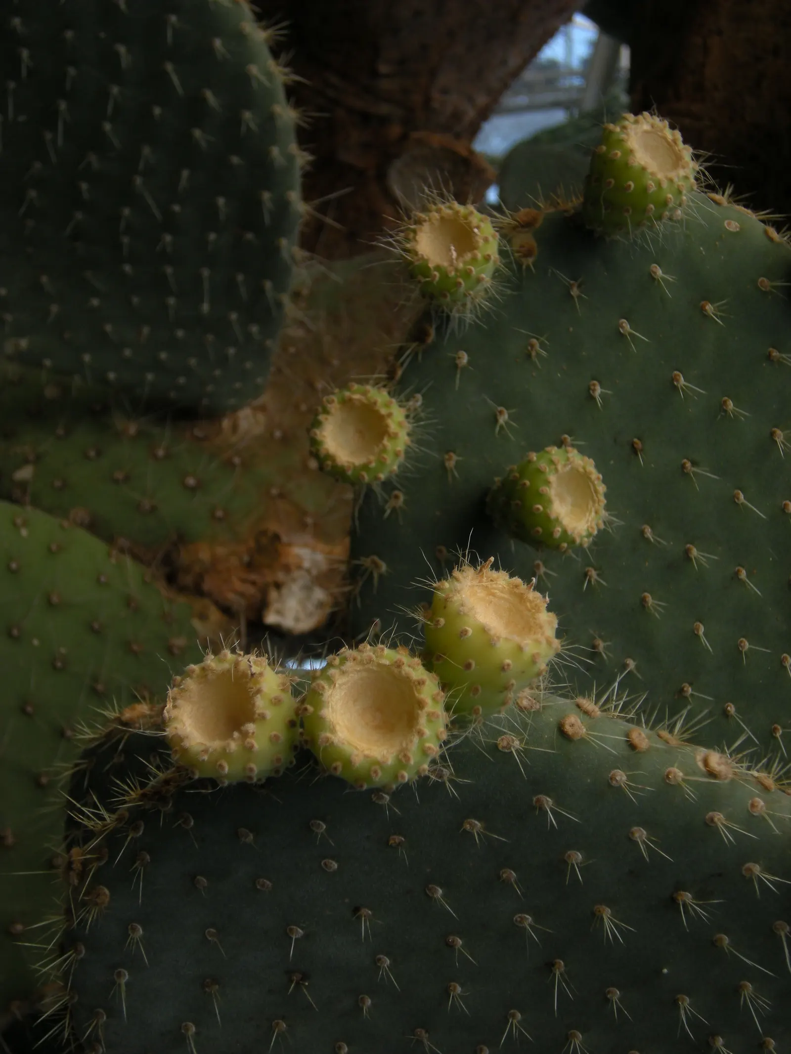 Mission Or Tree Cactus, Indian Fig (Opuntia Ficus-Indica) — minimal effort is required once established; is a large shrubby cactus reaching up to, image 74