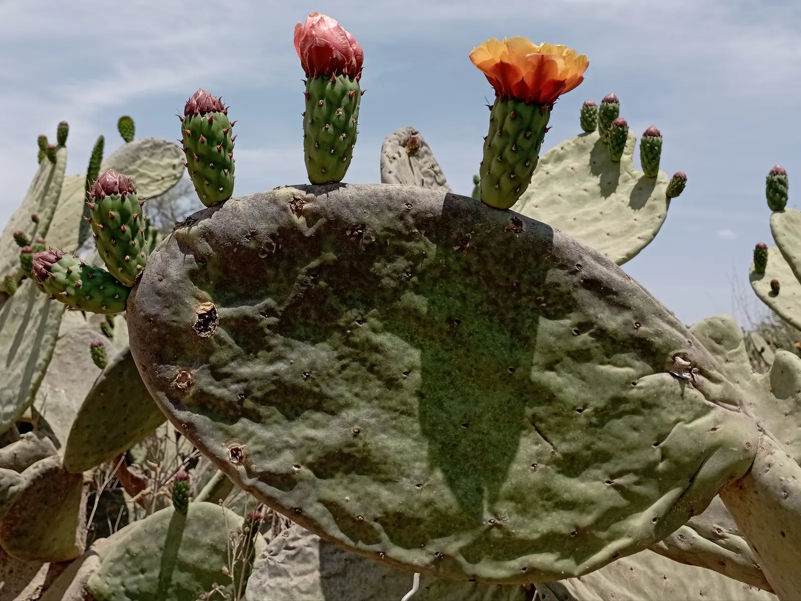 Mission Or Tree Cactus, Indian Fig (Opuntia Ficus-Indica) — promoting a sustainable and water-wise environment; it features distinctive segmented, image 78