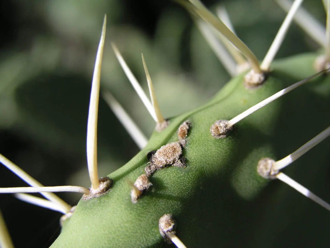 Mission Or Tree Cactus, Indian Fig (Opuntia Ficus-Indica) — This drought-tolerant plant requires well-drained soil and full sun, ideal for xeriscaped landscapes