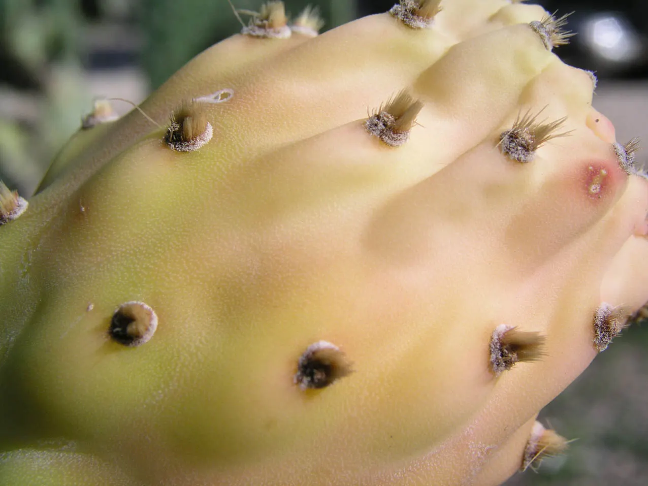 Mission Or Tree Cactus, Indian Fig (Opuntia Ficus-Indica) — minimal effort is required once established; is a large shrubby cactus reaching up to 15-20 feet