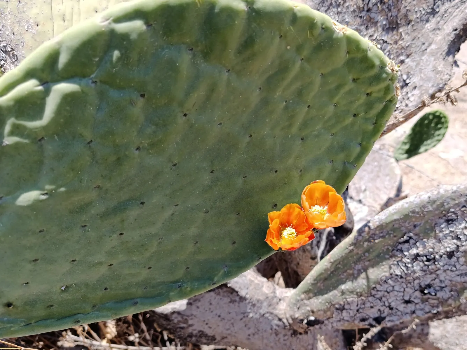 Mission Or Tree Cactus, Indian Fig (Opuntia Ficus-Indica) — <br><br>Characterized by its flattened; minimal effort is required once established, image 65