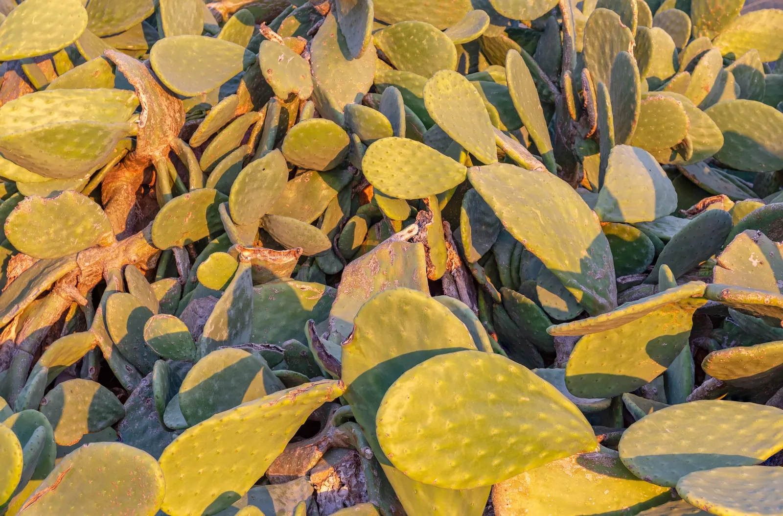 Mission Or Tree Cactus, Indian Fig (Opuntia Ficus-Indica) — which later develop into edible; is a robust and versatile species well-suited for arid and