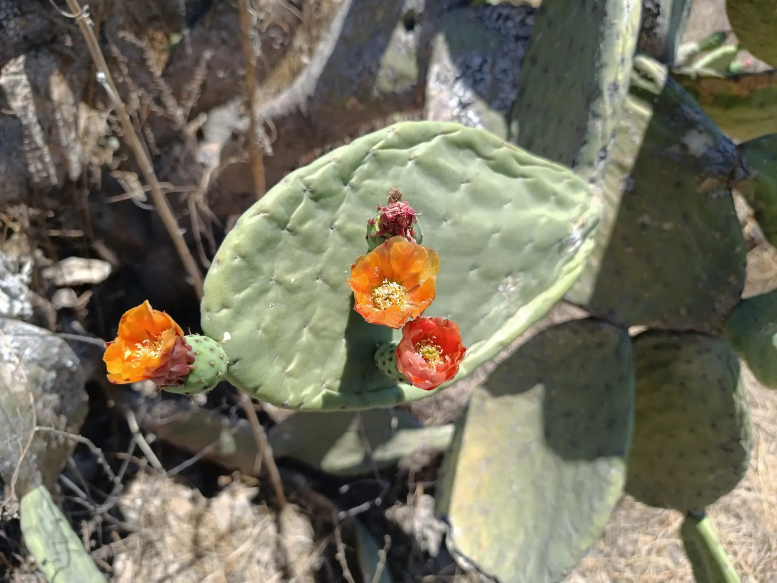 Mission Or Tree Cactus, Indian Fig (Opuntia Ficus-Indica) — is a large shrubby cactus reaching up to 15-20 feet tall; <br><br>Characterized by its, image 56