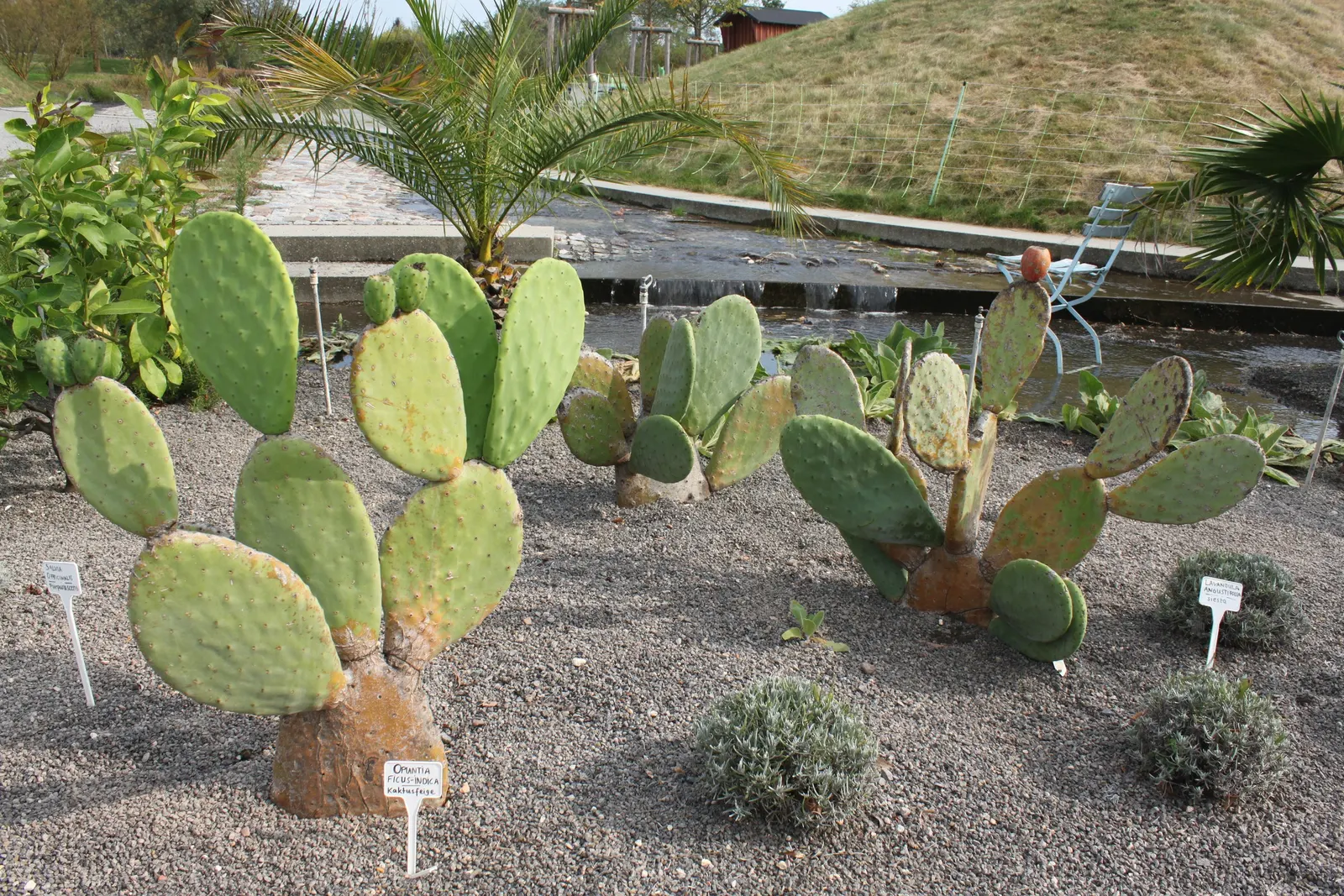 Mission Or Tree Cactus, Indian Fig (Opuntia Ficus-Indica) — commonly known as the Mission cactus or Indian Fig; green pads which are actually, image 82