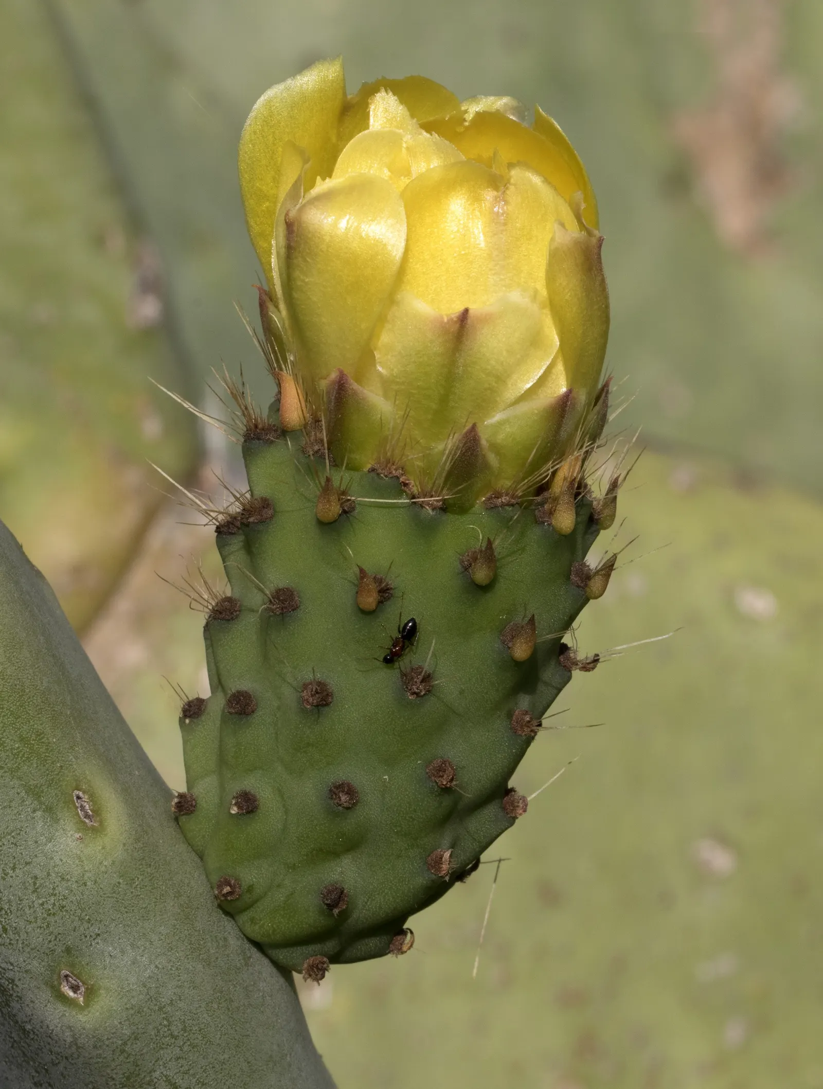 Mission Or Tree Cactus, Indian Fig (Opuntia Ficus-Indica) — <br><br>Characterized by its flattened; minimal effort is required once established