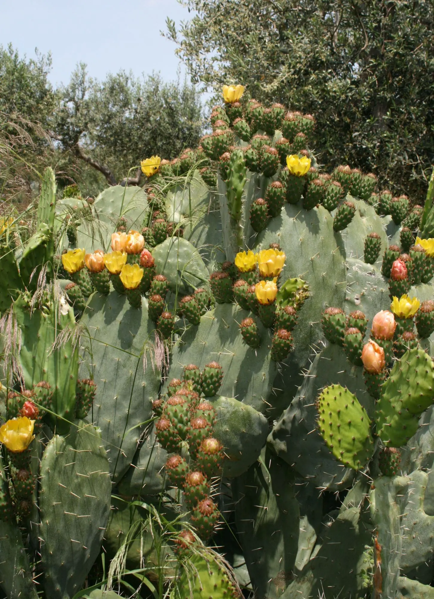 Mission Or Tree Cactus, Indian Fig (Opuntia Ficus-Indica) — It features distinctive segmented