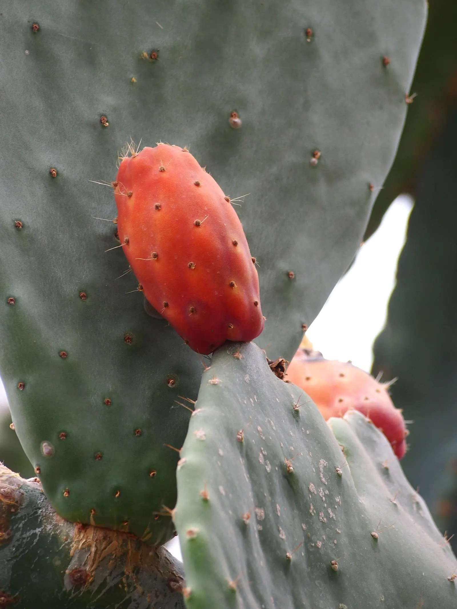 Mission Or Tree Cactus, Indian Fig (Opuntia Ficus-Indica) — cactus / succulent with orange blooms; which later develop into edible