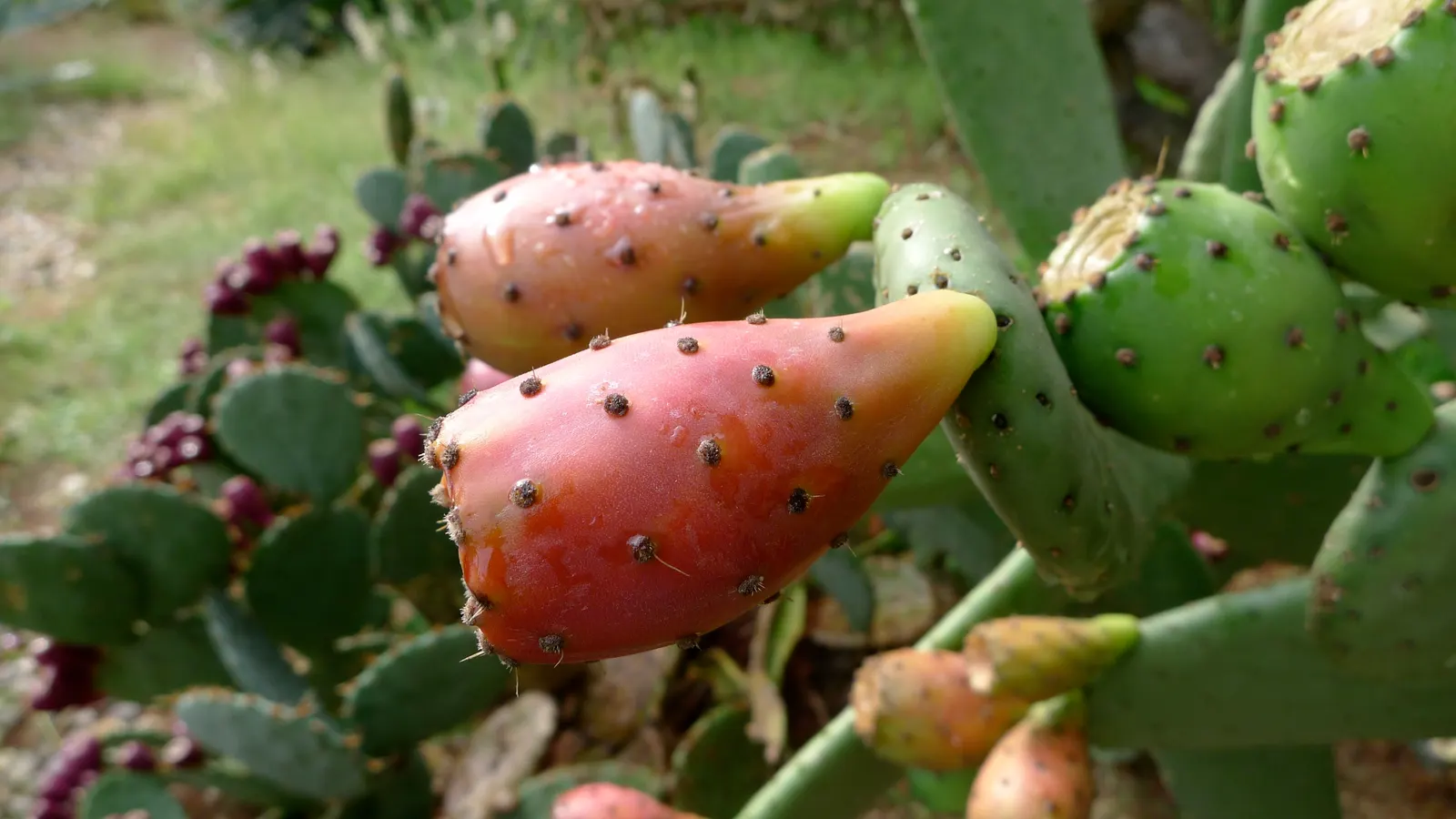 Mission Or Tree Cactus, Indian Fig (Opuntia Ficus-Indica) — is a robust and versatile species well-suited for arid and semi-arid landscaping, image 62