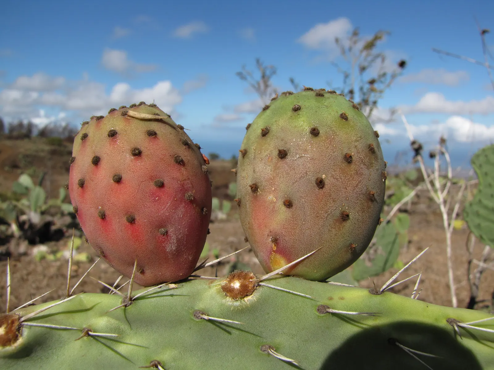 Mission Or Tree Cactus, Indian Fig (Opuntia Ficus-Indica) — It features distinctive segmented; purple fruits prized for their sweet, image 84
