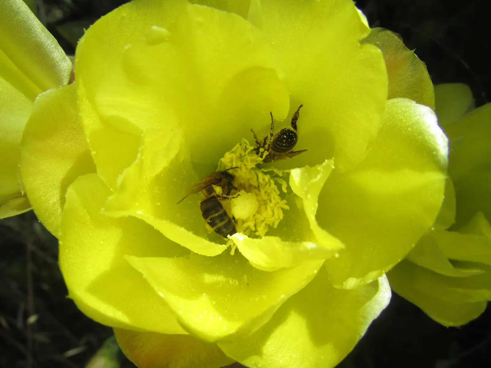 Mission Or Tree Cactus, Indian Fig (Opuntia Ficus-Indica) — This drought-tolerant plant requires well-drained soil and full sun, ideal for xeriscaped