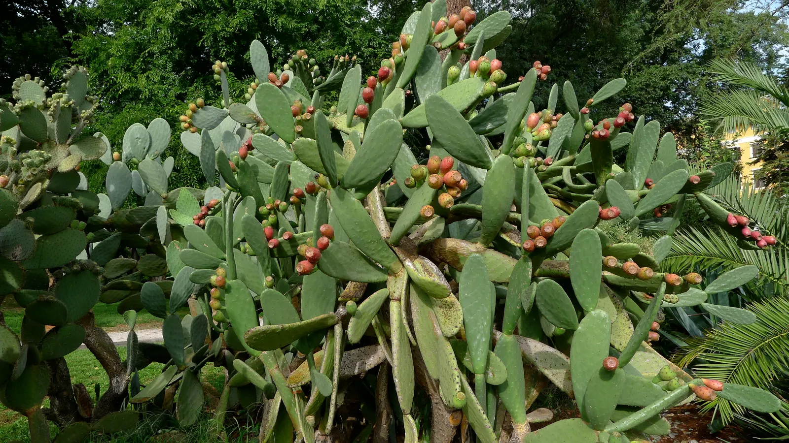 Mission Or Tree Cactus, Indian Fig (Opuntia Ficus-Indica) — minimal effort is required once established; is a large shrubby cactus reaching up to, image 101