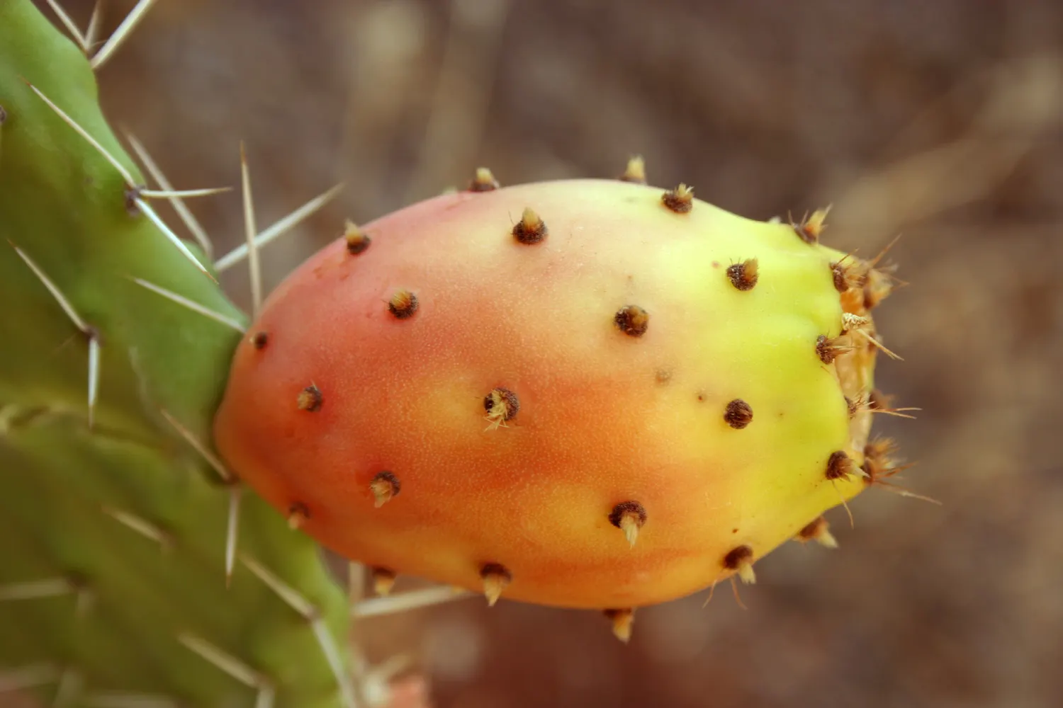 Mission Or Tree Cactus, Indian Fig (Opuntia Ficus-Indica) — is a large shrubby cactus reaching up to 15-20 feet tall
