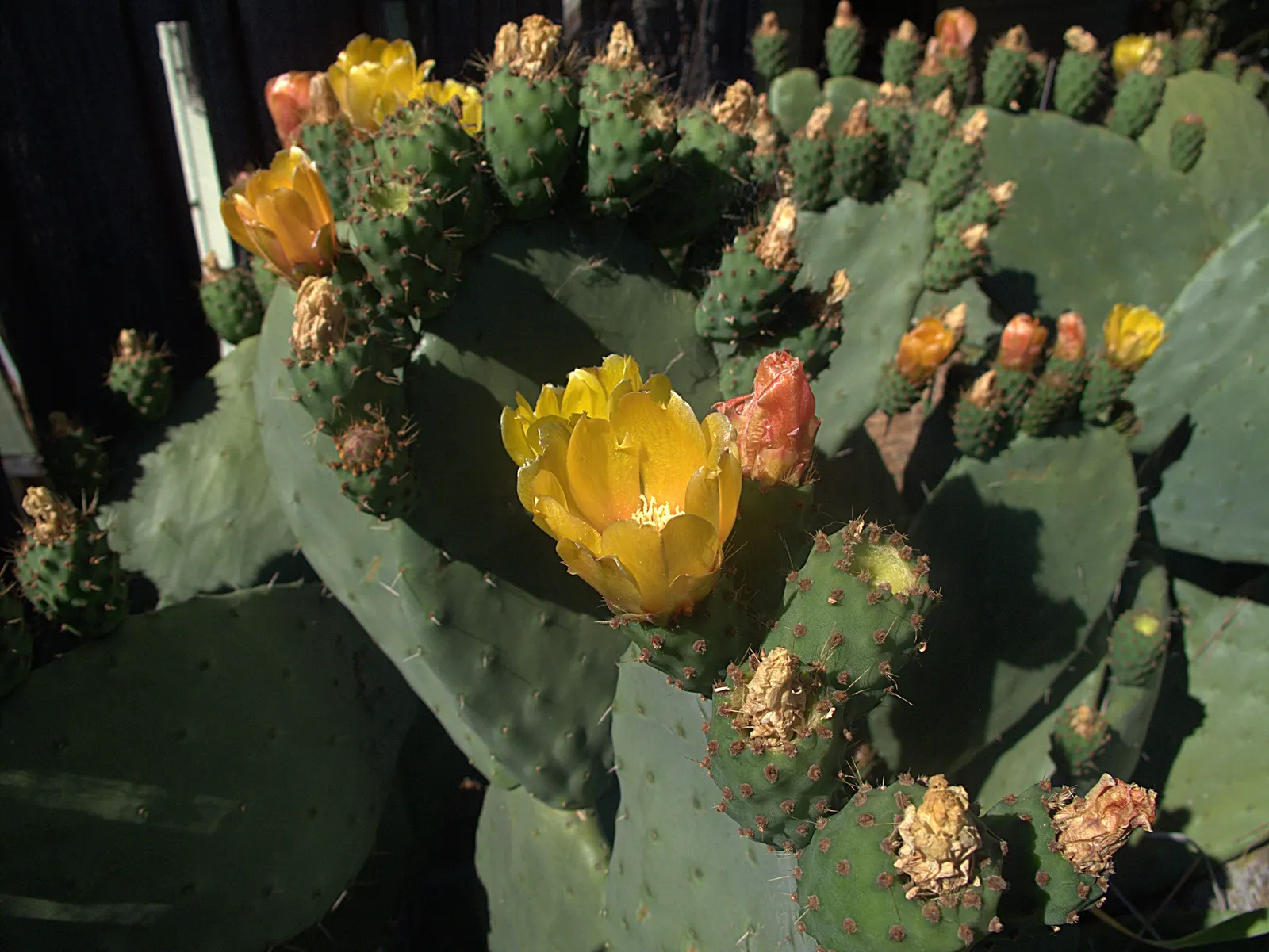 Mission Or Tree Cactus, Indian Fig (Opuntia Ficus-Indica) — green pads which are actually modified branches or stems and can grow up to 18 inches, image 85