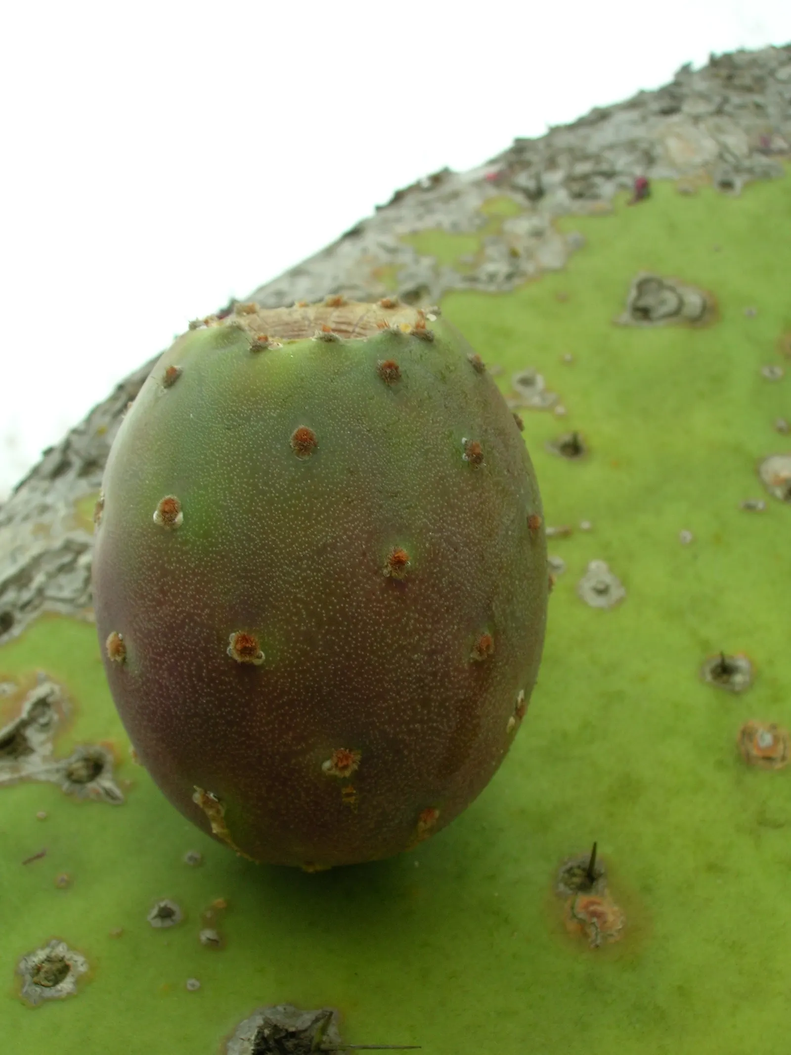 Mission Or Tree Cactus, Indian Fig (Opuntia Ficus-Indica) — green pads which are actually modified branches or stems and can grow up to 18 inches long; orange