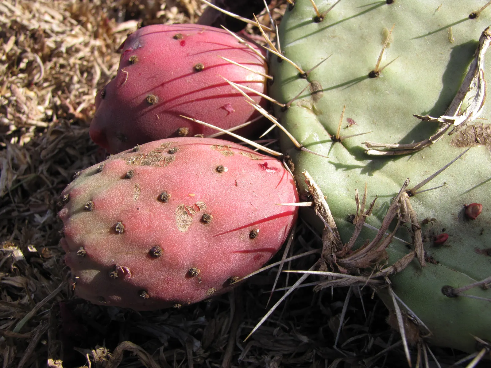 Mission Or Tree Cactus, Indian Fig (Opuntia Ficus-Indica) — paddle-like cladodes or 'pads'; cactus / succulent for full, image 93