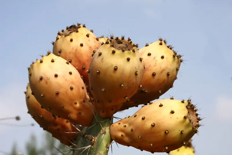 Mission Or Tree Cactus, Indian Fig (Opuntia Ficus-Indica) — cactus / succulent for full; promoting a sustainable and water-wise environment