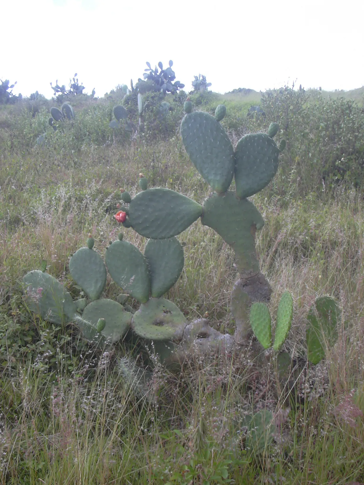 Mission Or Tree Cactus, Indian Fig (Opuntia Ficus-Indica) — The pads exhibit a rich, verdant hue which contributes a lush texture to the landscape, image 69