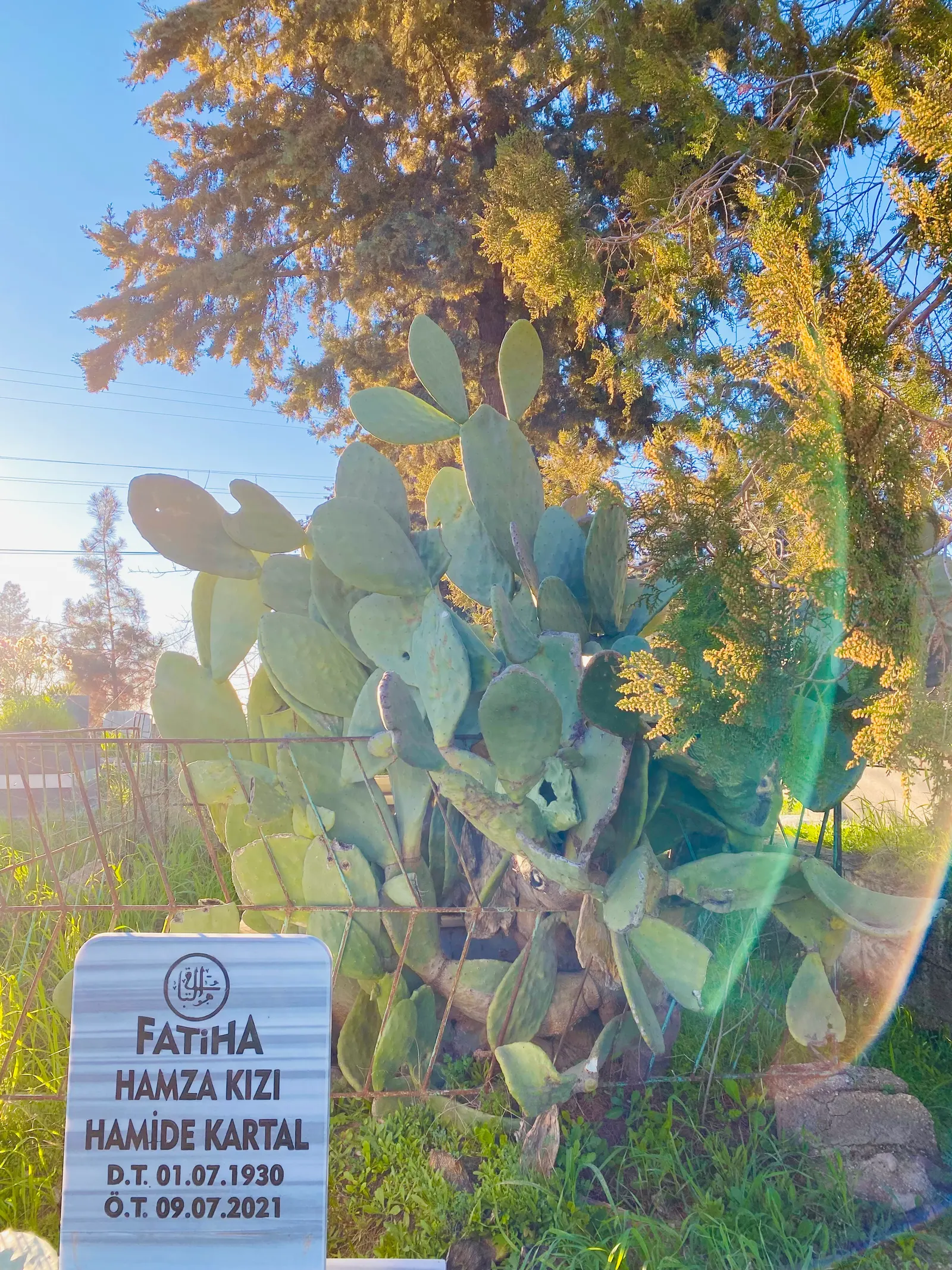 Mission Or Tree Cactus, Indian Fig (Opuntia Ficus-Indica) — infrequent watering complies with its drought-tolerant nature