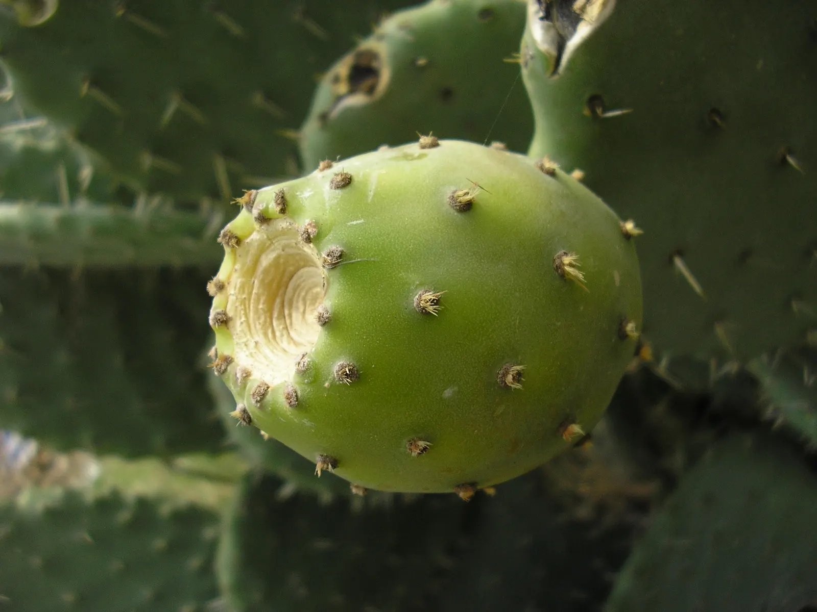 Mission Or Tree Cactus, Indian Fig (Opuntia Ficus-Indica) — bear in mind that this cactus thrives in full sun and requires well-drained soil to, image 100