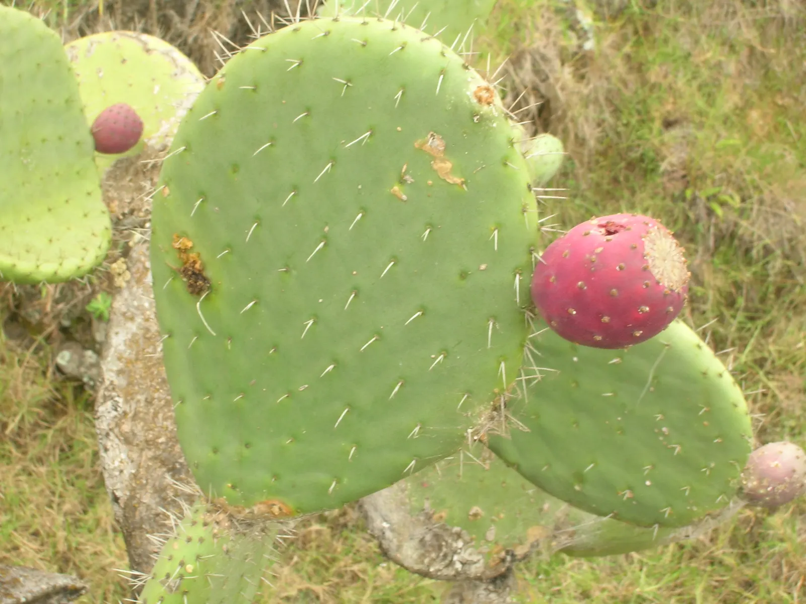 Mission Or Tree Cactus, Indian Fig (Opuntia Ficus-Indica) — requiring sufficient space within your design layout for proper growth and visual impact; barbed