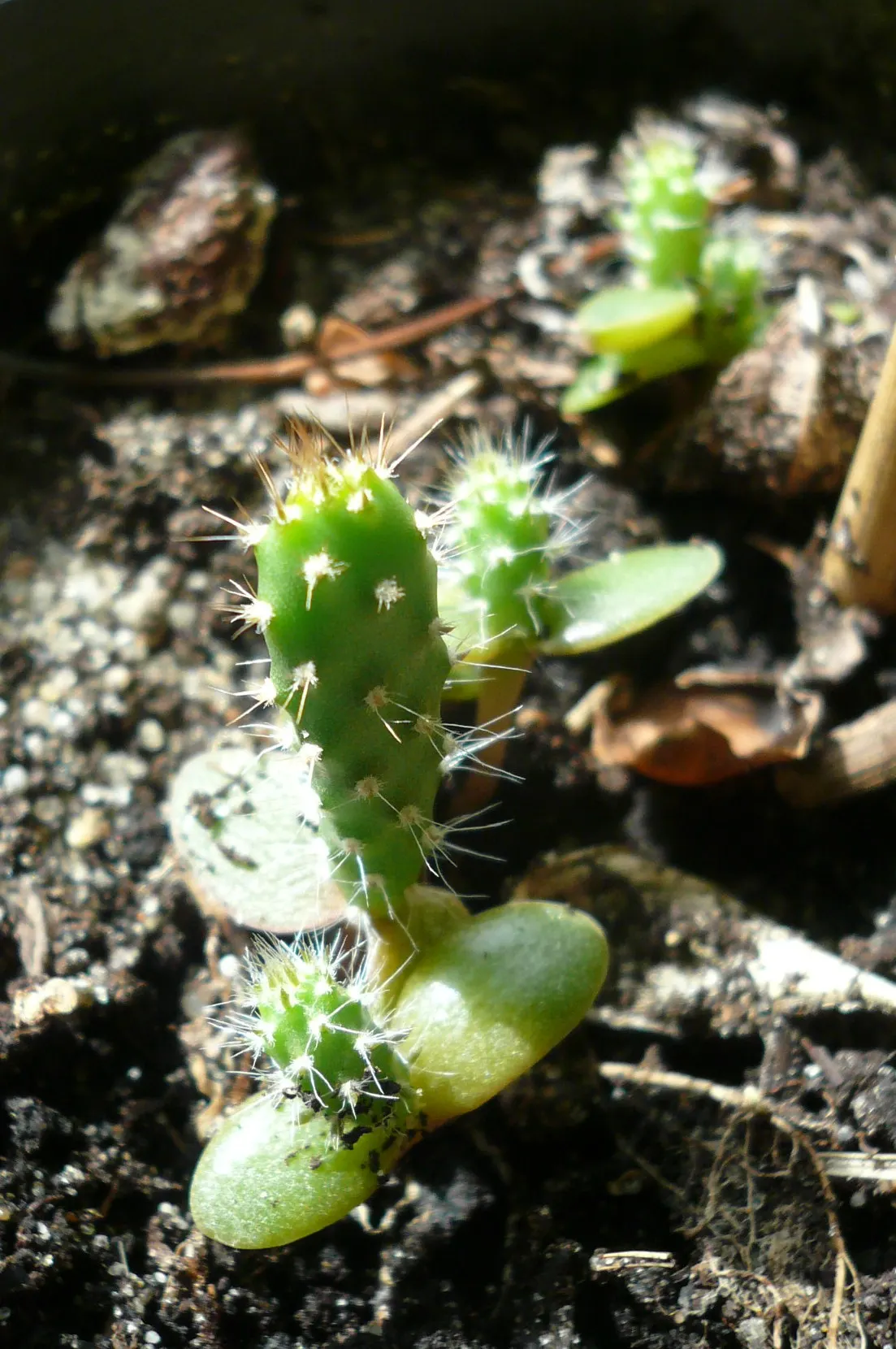 Mission Or Tree Cactus, Indian Fig (Opuntia Ficus-Indica) — <br><br>Characterized by its flattened; minimal effort is required once established, image 92